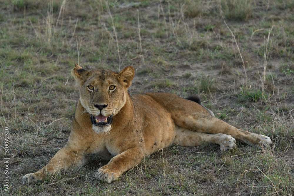 Naklejka premium Africa Lion