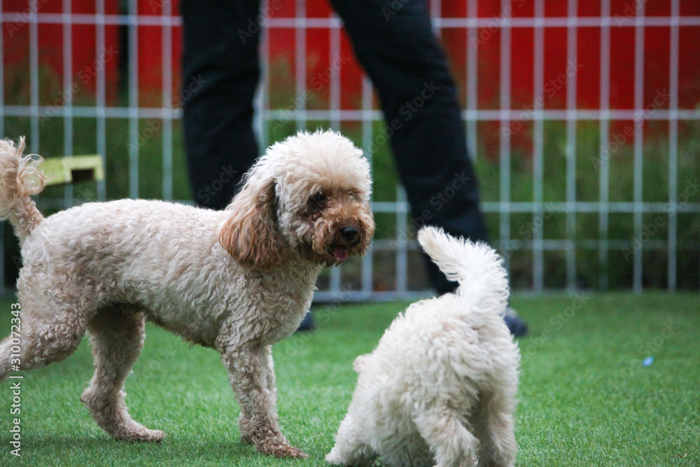 Happy puppies in a private playground Happy puppies in a private playground