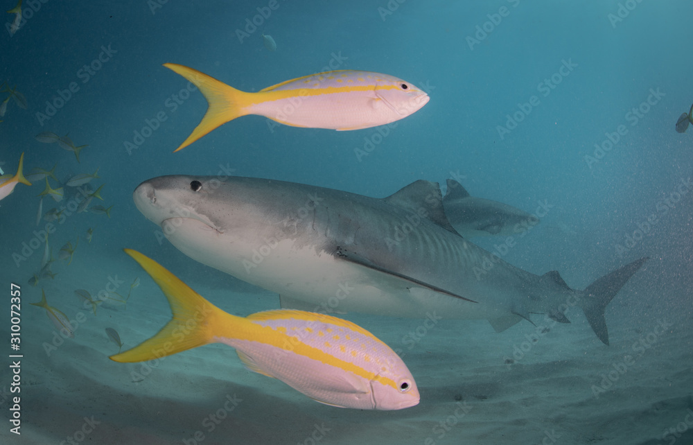 Tiger sharks at Tiger Beach, Bahamas Tiger sharks at Tiger Beach, Bahamas