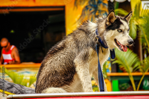 Cahuita, Costa Rica »; Spring 2017: A white dog on top of a car in the Caribbean coast town of Cahuita photo