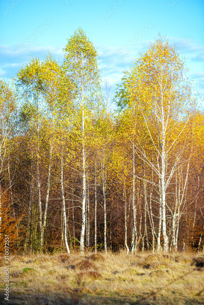 Fototapeta premium November birch trees landscape
