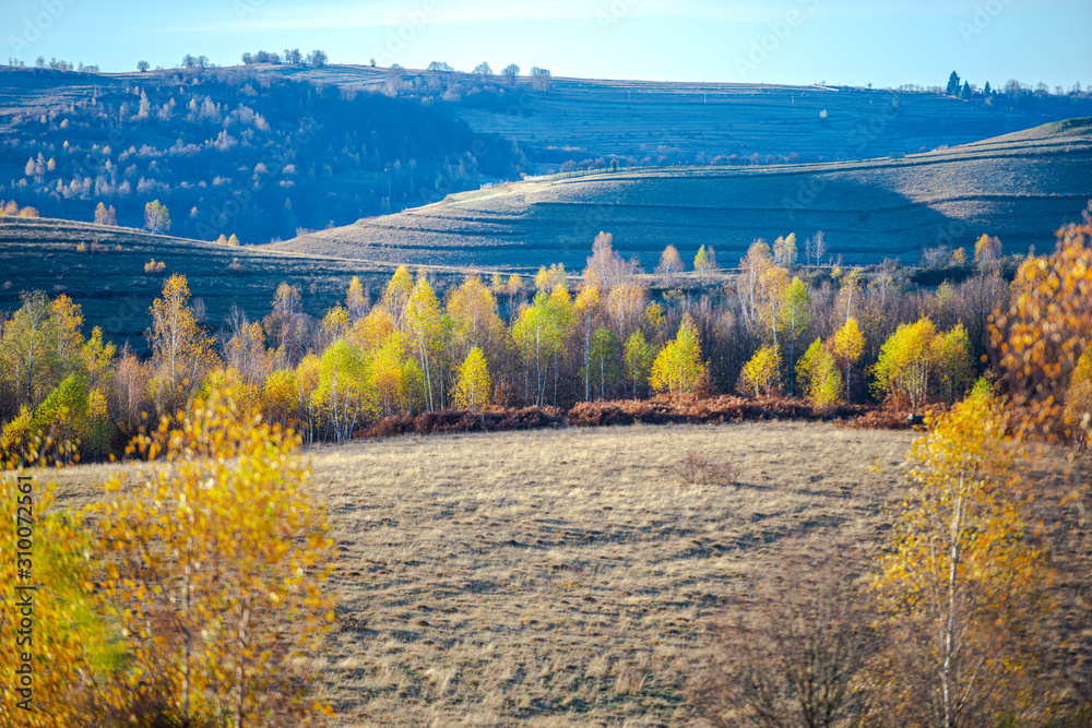 November birch trees landscape