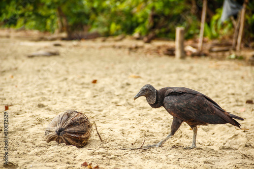 Cahuita National Park, a large black bird on the beach of Cahuita Park. Costa Rica photo