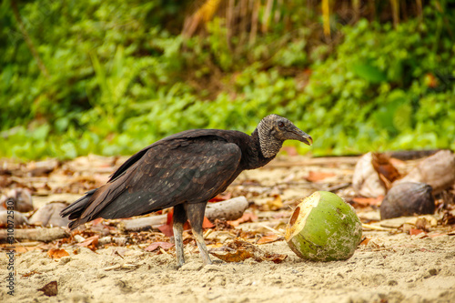 Cahuita National Park, a large black bird eating a coconut on the beach of Cahuita Park. Costa Rica photo