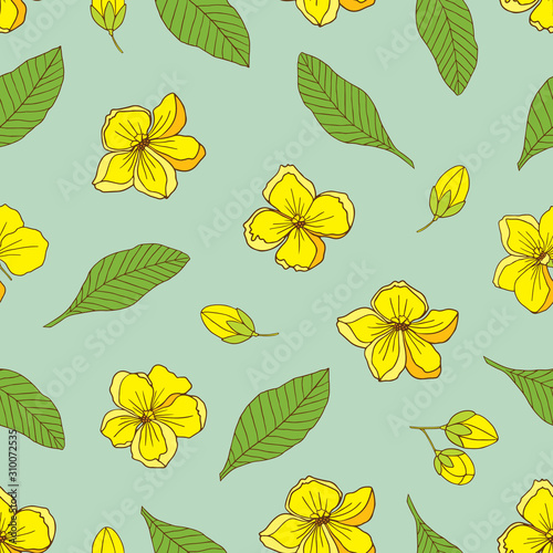 Medicinal herbs collection. Vector hand drawn seamless pattern with medicinal plant Cassia fistula