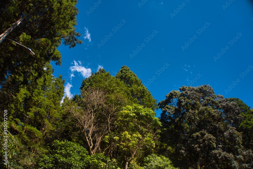 trees and blue sky