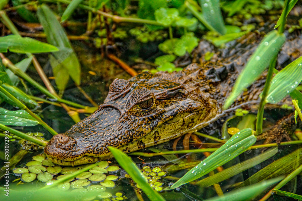 Naklejka premium Detail of a beautiful little caiman in the water in Tortuguero. Costa Rica