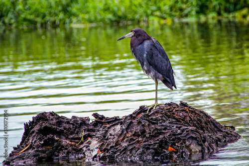 A black bird with one leg in the jungle of Tortuguero. Costa Rica