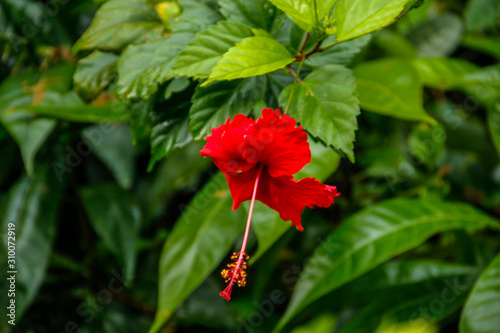 A beautiful red flower in the jungle of Tortuguero. Costa Rica