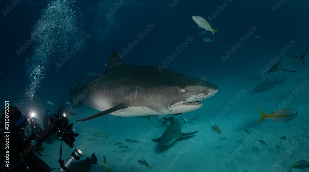 Fototapeta premium Tiger sharks at Tiger Beach, Bahamas