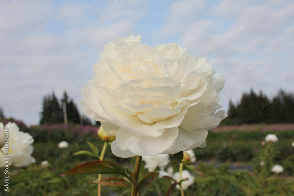 White Peonies in Field White Peonies in Field