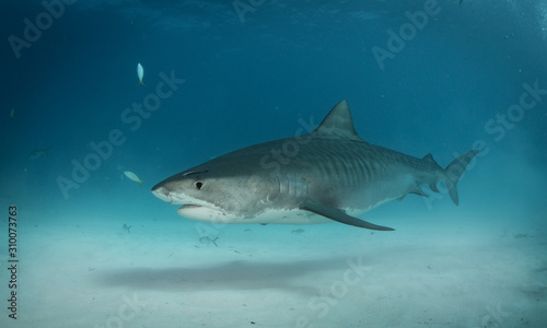Tiger sharks at Tiger Beach, Bahamas © Drew