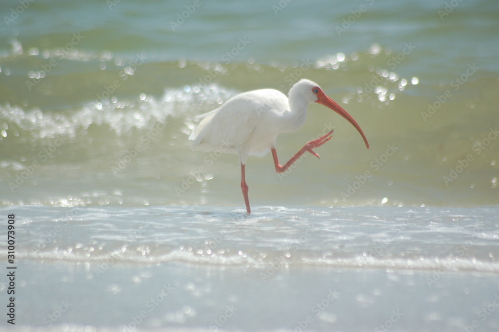 Obraz premium Egret on the Beach
