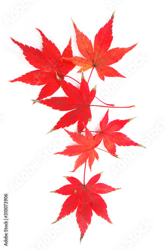 autumn red and yellow leaves of japanese maple momiji on a white background