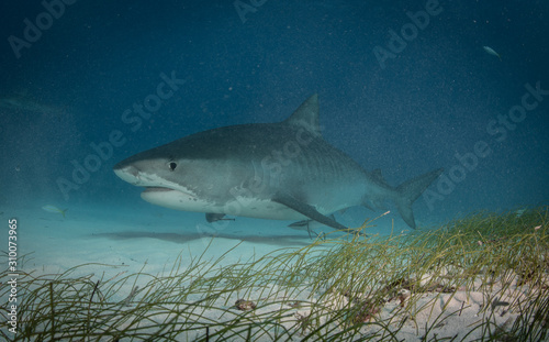 Tiger sharks at Tiger Beach  Bahamas