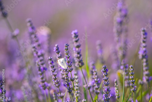 Lavander flowers field © somra