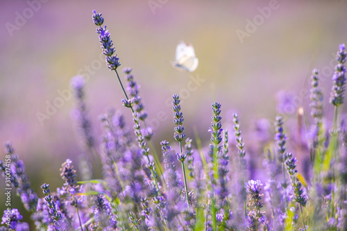 Fototapeta Naklejka Na Ścianę i Meble -  Lavander flowers field