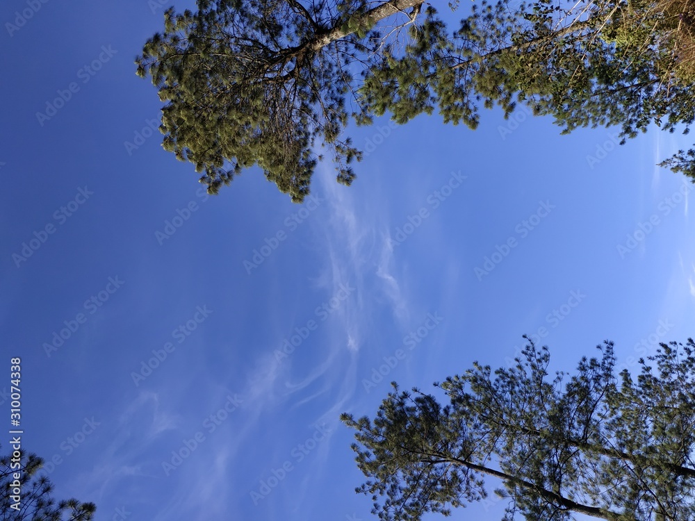 Obraz premium trees and blue sky