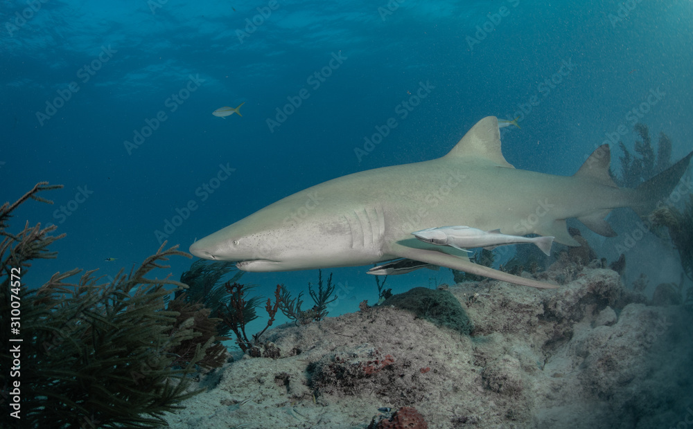 Fototapeta premium Reef and Lemon sharks at Tiger Beach, Bahamas