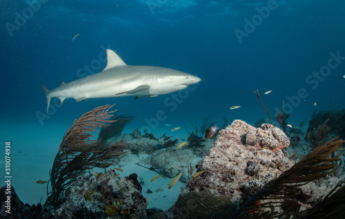 Reef and Lemon sharks at Tiger Beach  Bahamas