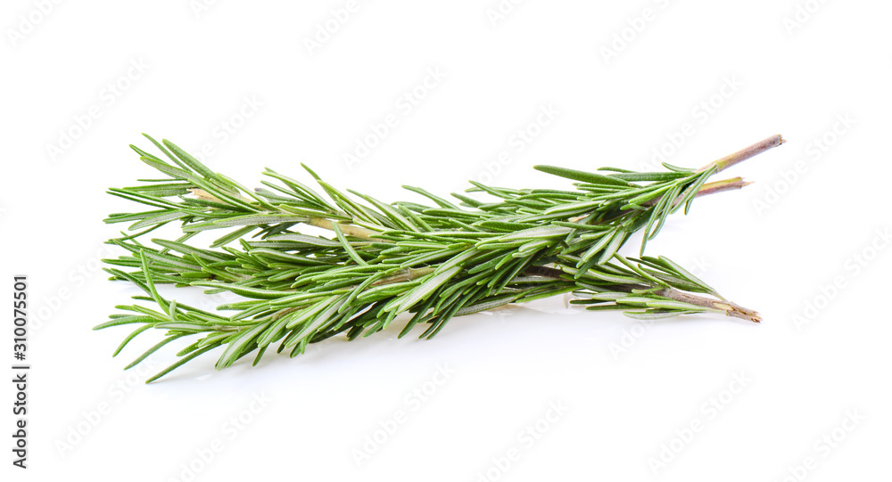 Rosemary isolated on white background Rosemary isolated on white background