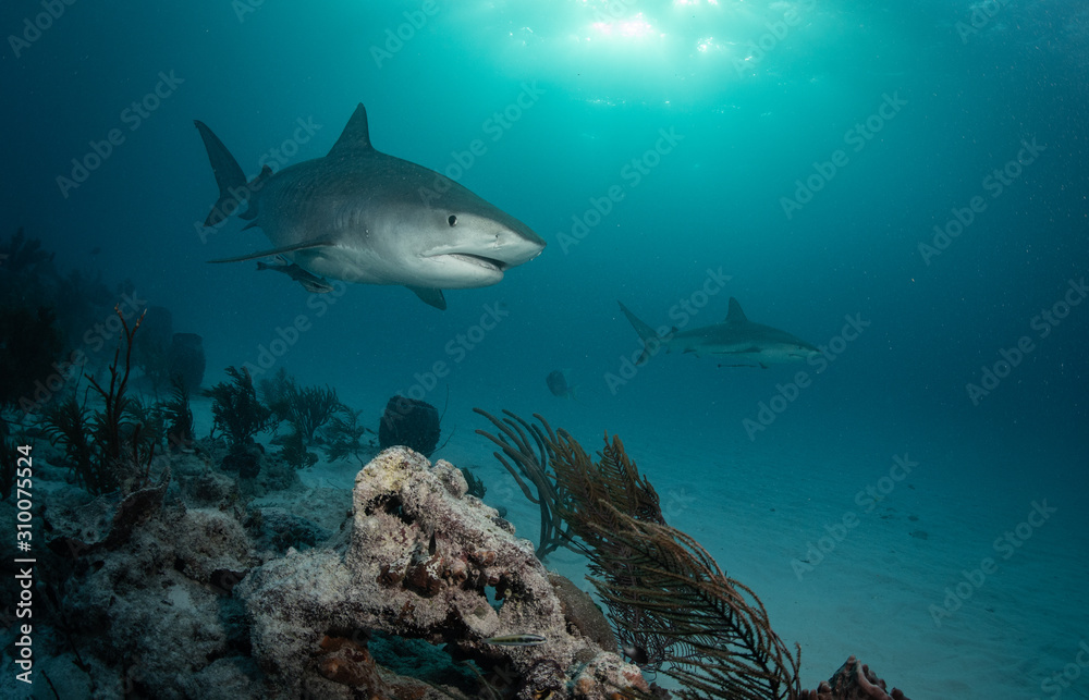 Fototapeta premium Tiger sharks at Tiger Beach, Bahamas