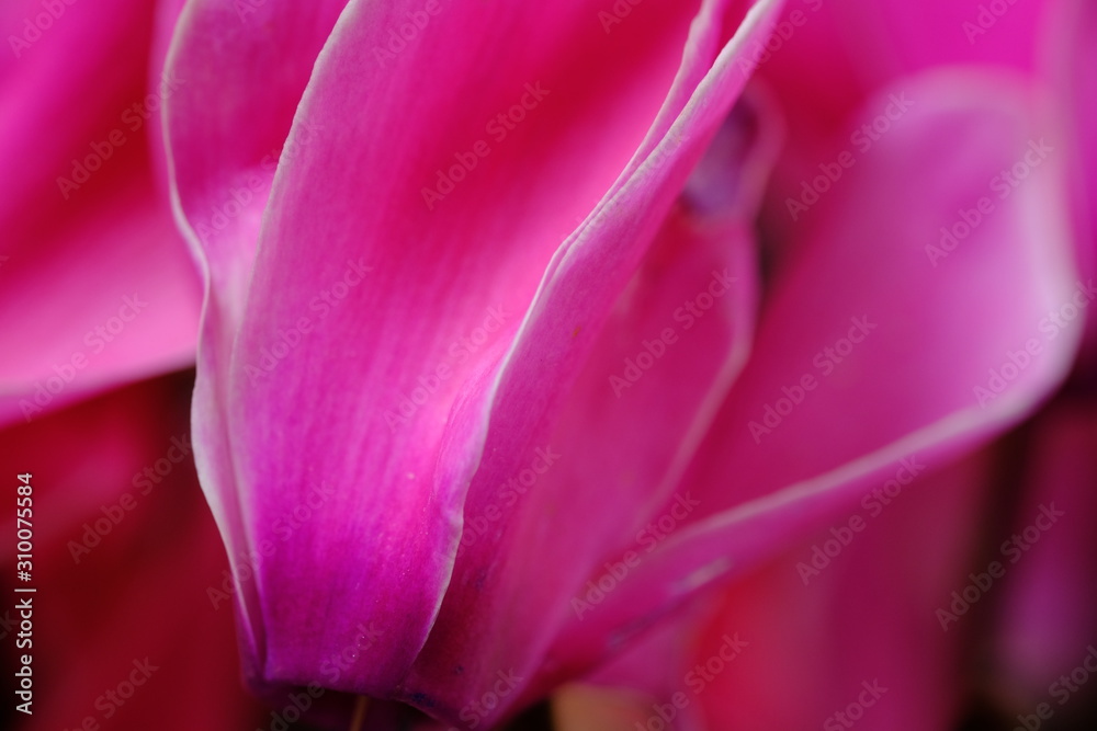 cyclamen flower 