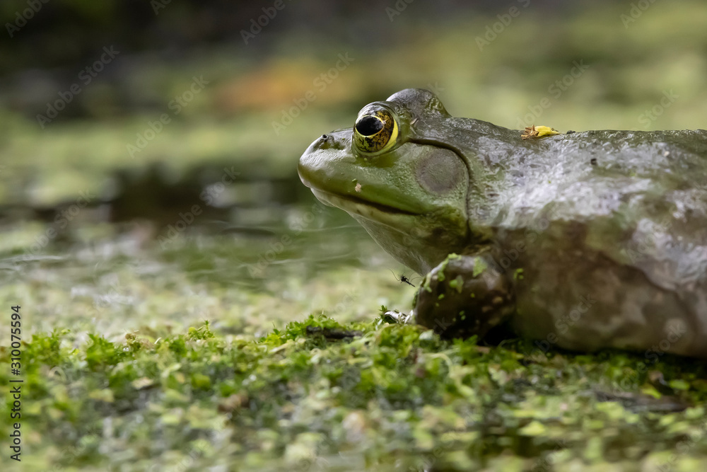 American bullfrog, Reeds Lake, Grand Rapids, Michigan American bullfrog, Reeds Lake, Grand Rapids, Michigan