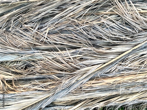 closeup of dry palm