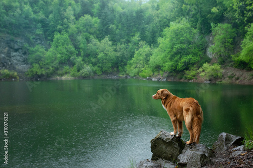 dog on the lake on the stone. Nova Scotia Duck Tolling Retriever in nature. Pet for a walk.