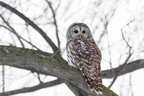 Barred Owl perching on tree limb in forest against white sky background