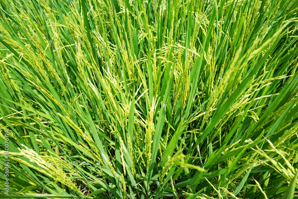 paddy paddy