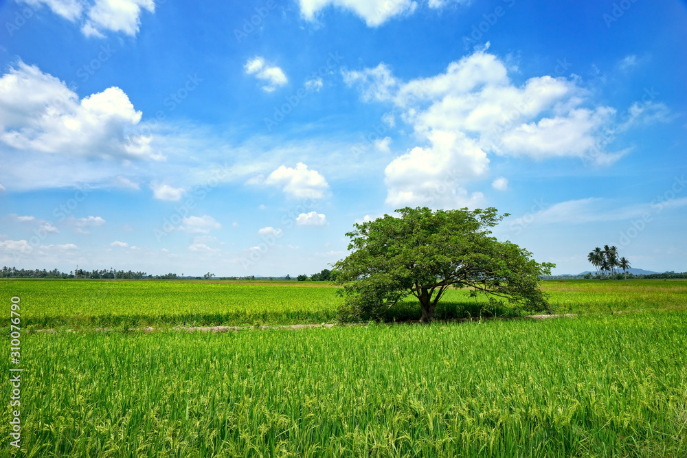 Paddy Field and Blue Sky
