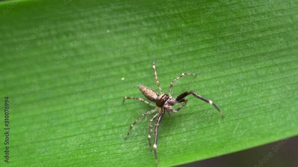 Close up of a spider on a green leaf Close up of a spider on a green leaf