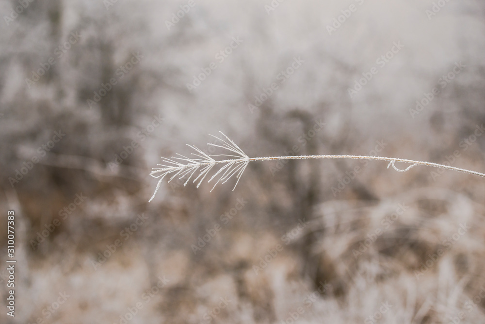 Obraz premium Frozen plants in the morning 