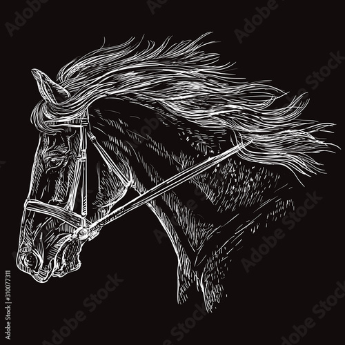 Horse portrait black 30