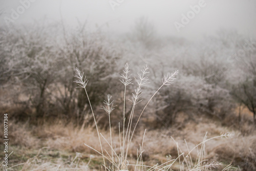 Frozen plants in the morning 