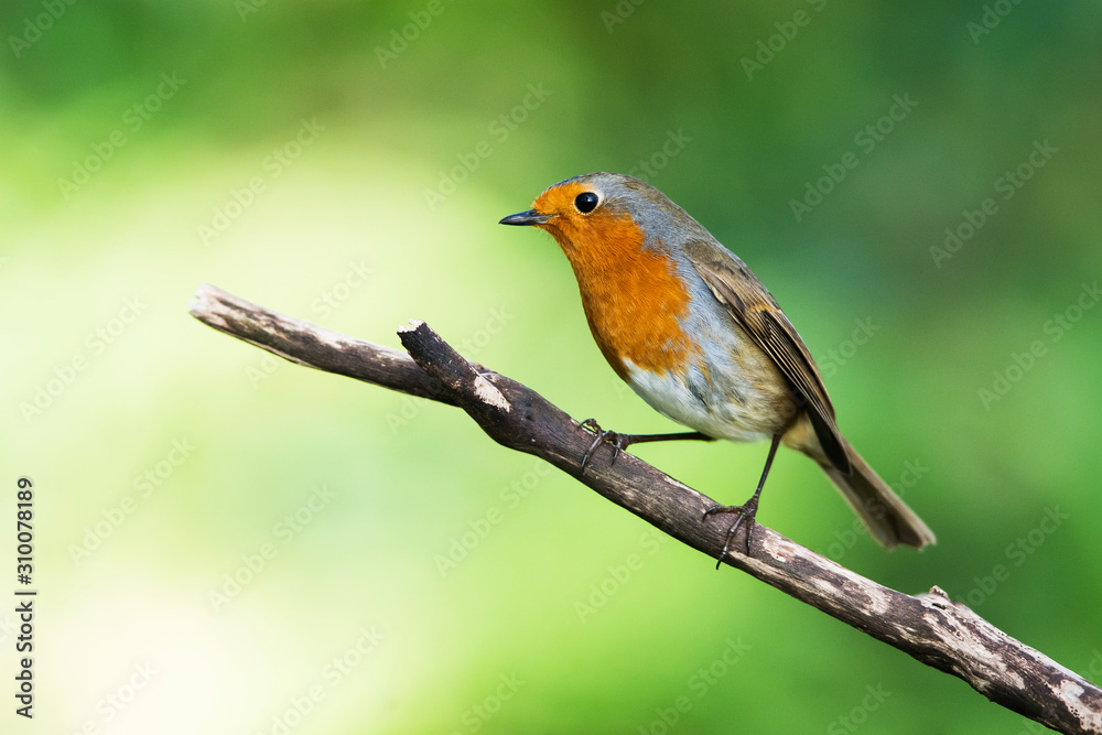 European Robinin in his environment. His Latin name is Erithacus rubecula. European Robinin in his environment. His Latin name is Erithacus rubecula.