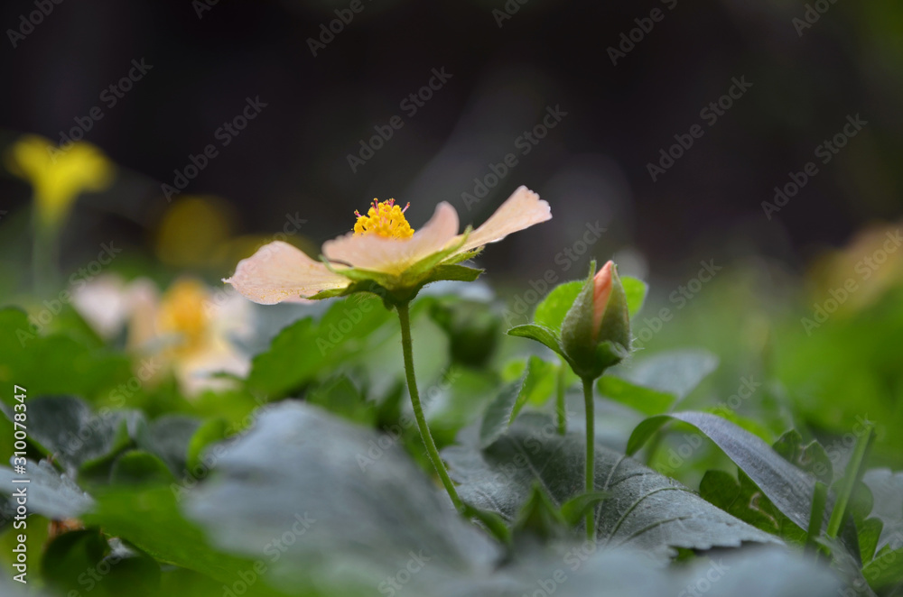 Fototapeta premium Hermosa flor silvestre