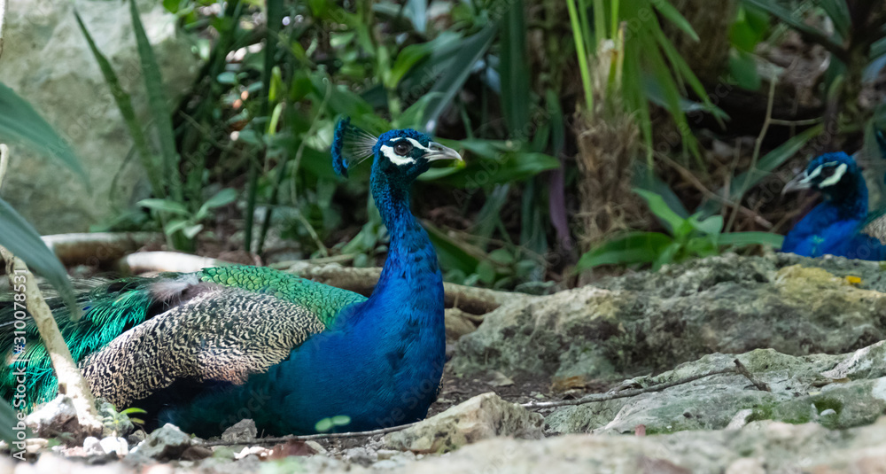 Fototapeta premium Blue Peacock resting in the shadow