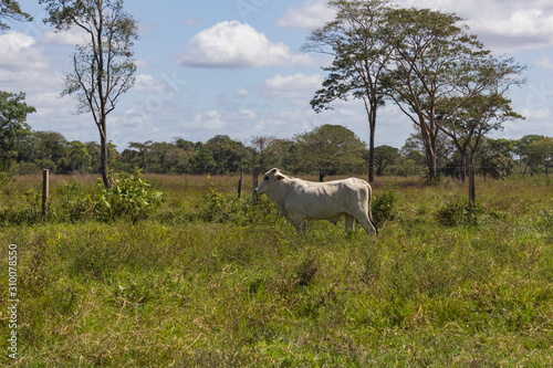 cow in field in Venezuela