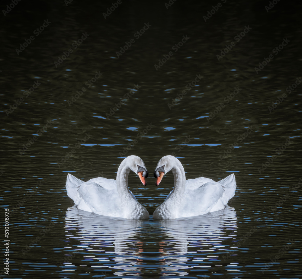 Naklejka premium romantic two swans, symbol of love