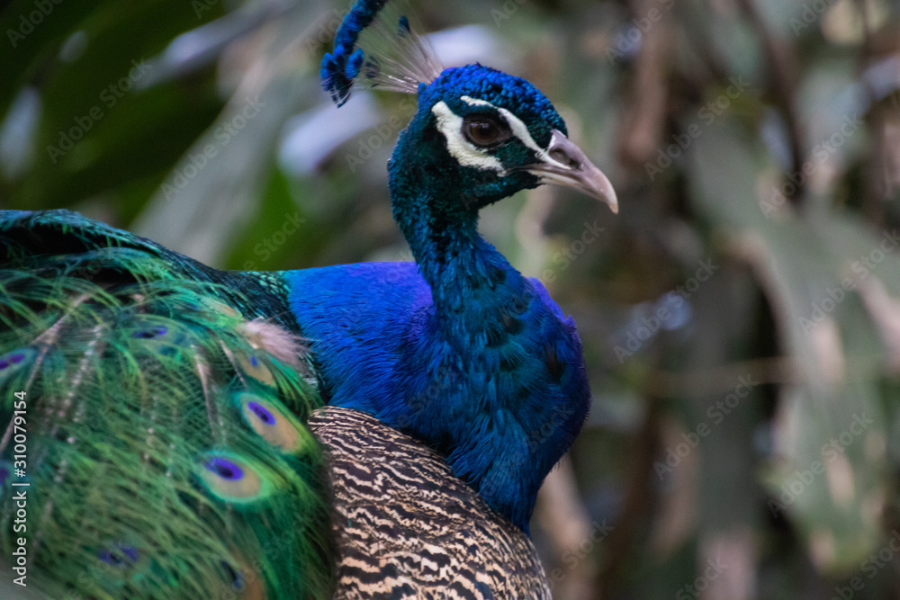 Blue Peacock resting in the shadow Blue Peacock resting in the shadow