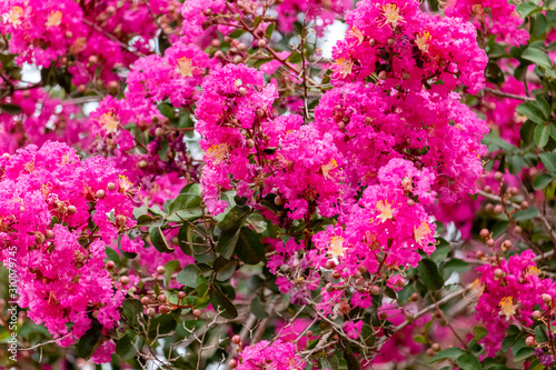 Lagerstroemia commonly known as crape myrtle is a genus of around 50 species of deciduous and evergreen trees and shrubs native to the Indian subcontinent  southeast Asia.