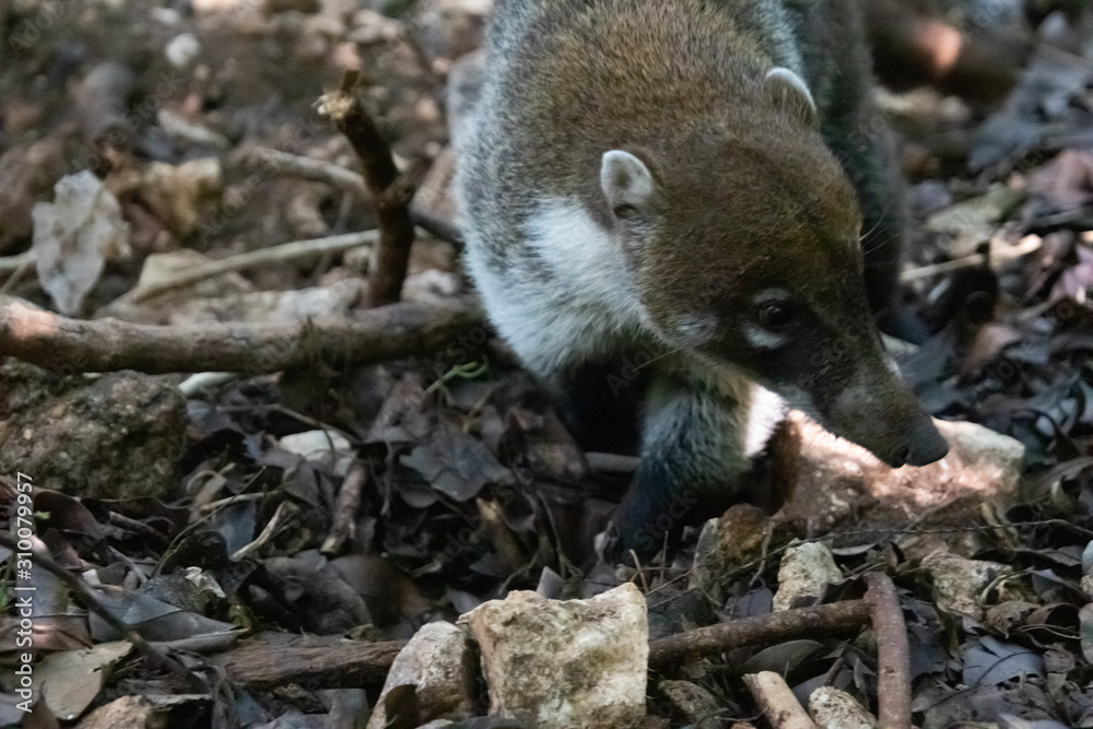 Coati roaming and looking around for food. Coati roaming and looking around for food.