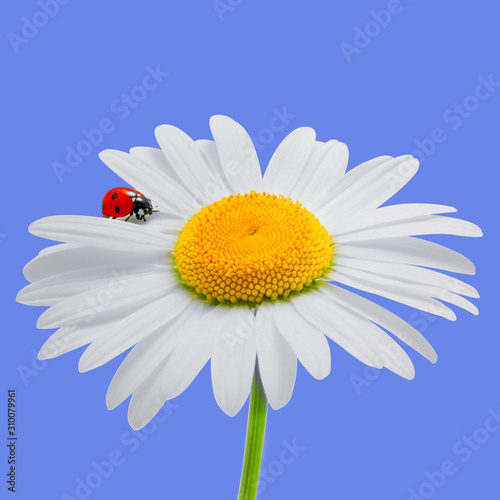 Chamomile and ladybird isolated on blue. Daisy and ladybird. Summer background.