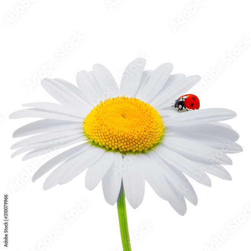 Ladybug sitting on a camomile on a white background.