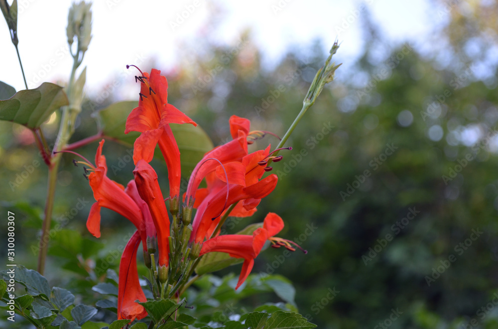 Hermosas flores de Tecoma capensis, trompeta del cabo foto de Stock | Adobe  Stock