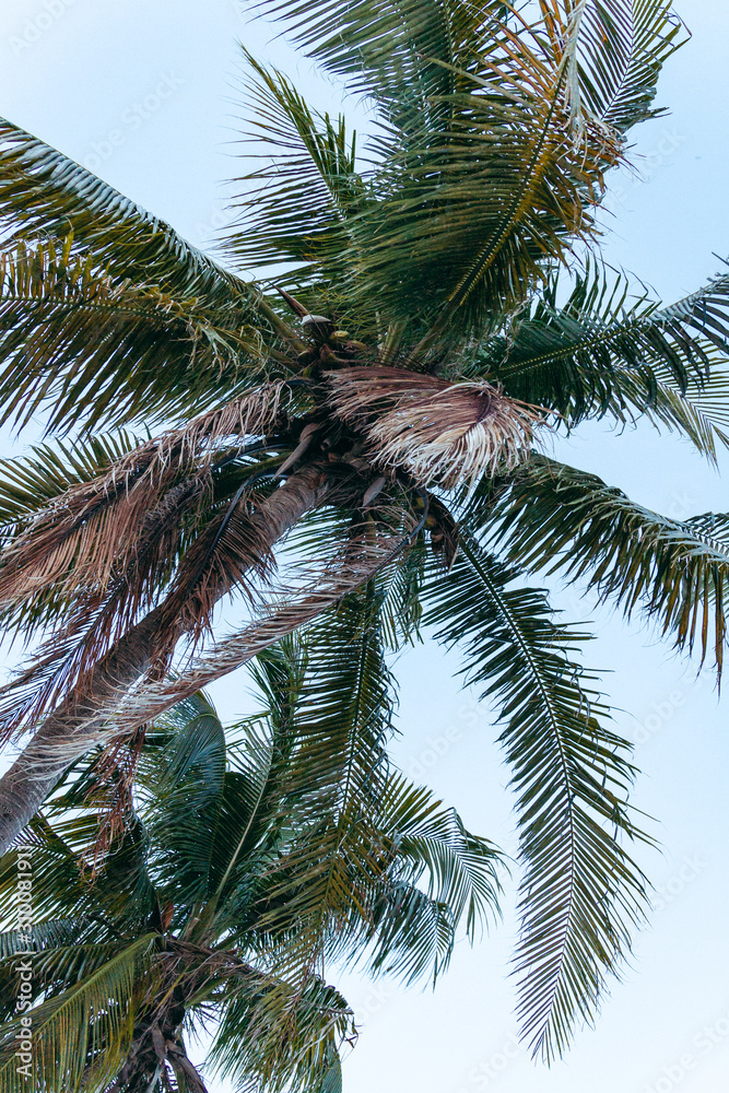 palm trees on background of blue sky palm trees on background of blue sky
