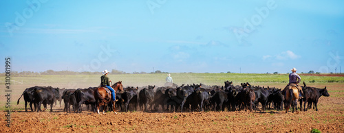 Cattle Roindup photo